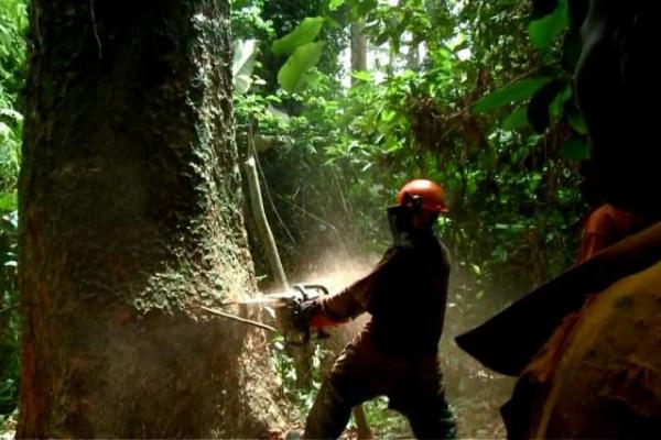 Illegal Logging atau Pembalakan Liar penyebab kerusakan hutan 